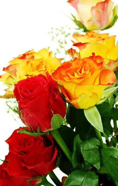 Röda och gula rosor — Stockfoto