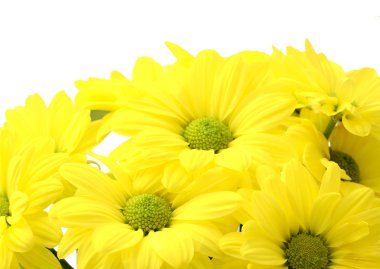 sarı çiçekler
