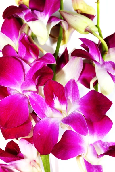 Orchideje — Stock fotografie