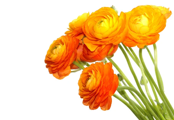 Mooie gele bloem — Stockfoto