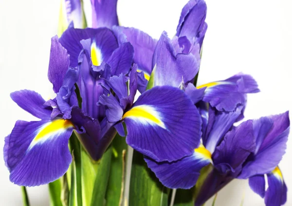 Iris púrpura —  Fotos de Stock