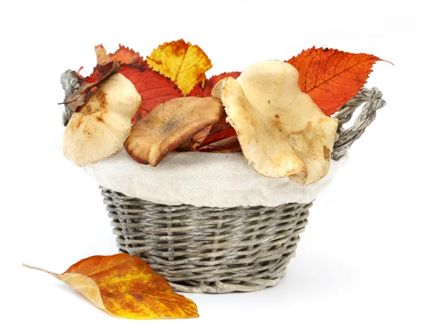 stock image Mushrooms in a wattled basket