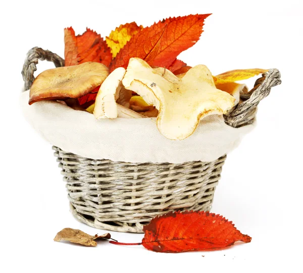 stock image Mushrooms in a wattled basket