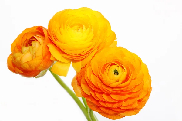 Όμορφο κίτρινο λουλούδι — Φωτογραφία Αρχείου