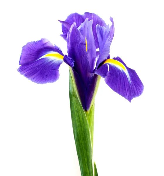 Paarse iris — Stockfoto