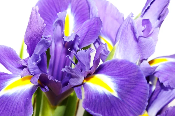 Iris violet — Photo