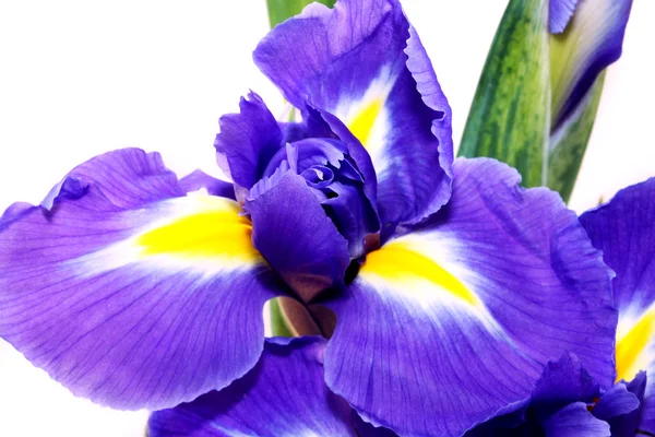 Purple iris — Stock Photo, Image