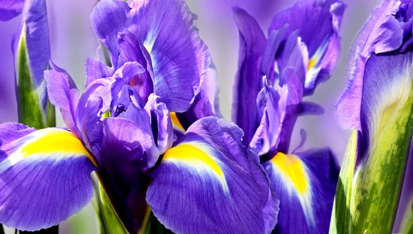Violetti iiris — kuvapankkivalokuva