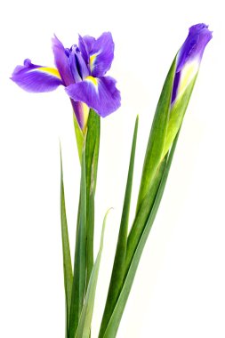 Purple iris clipart