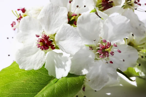 Flores blancas — Foto de Stock