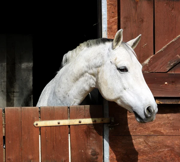 Коня в стайні — стокове фото