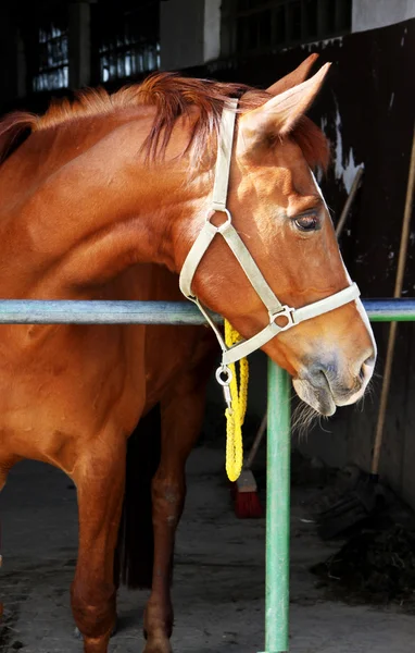 Лошадь в стойле — стоковое фото