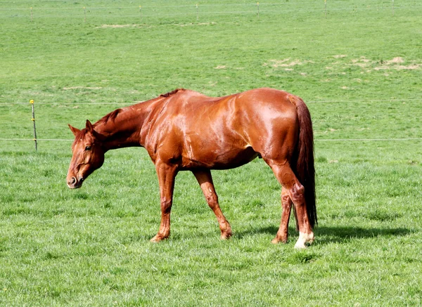 Кінь і поле — стокове фото
