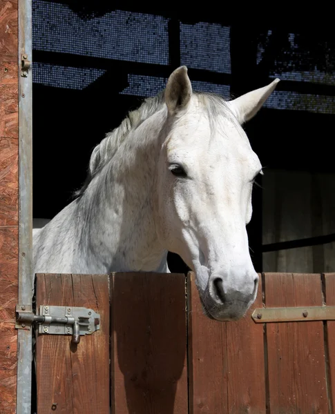 Cavallo in stalla — Foto Stock