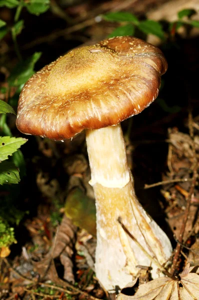 Funghi selvatici — Foto Stock