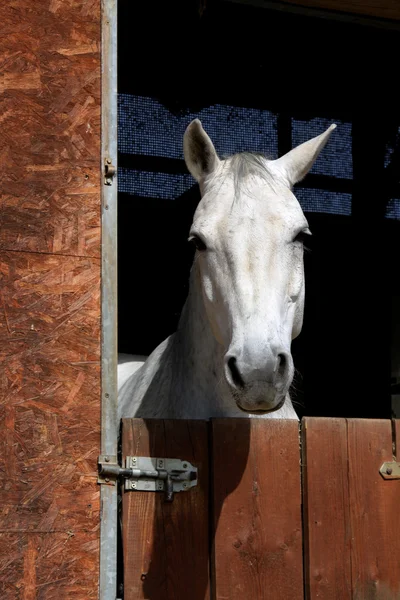 Лошадь в стойле — стоковое фото