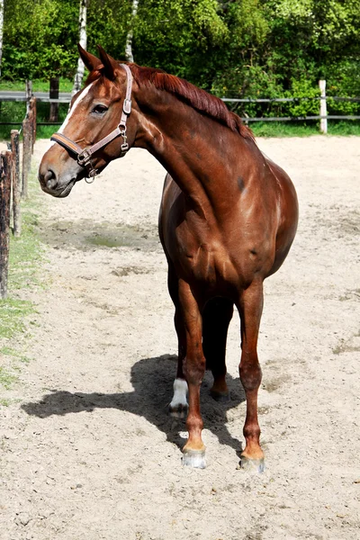 Um retrato de um cavalo ao pôr do sol — Fotografia de Stock