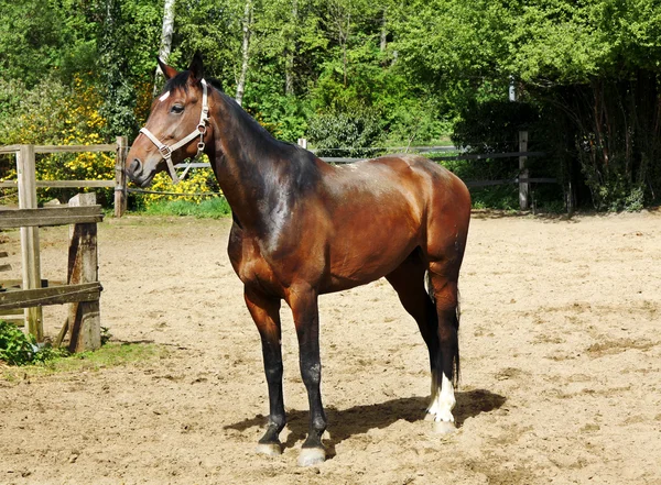 Portrét koně v západu slunce — Stock fotografie