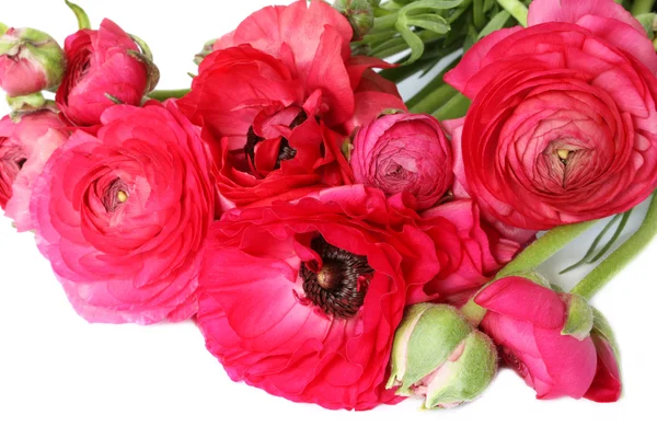赤い花 — ストック写真