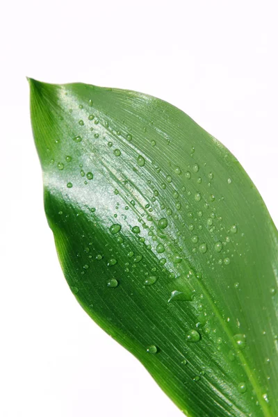 Зеленый лист в каплях — стоковое фото