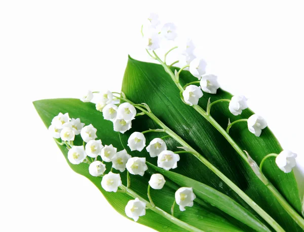 Lily-of-the-valley over white — Stock Photo, Image