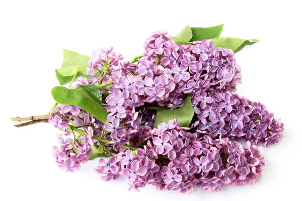 Lilac větev na bílém pozadí — Stock fotografie
