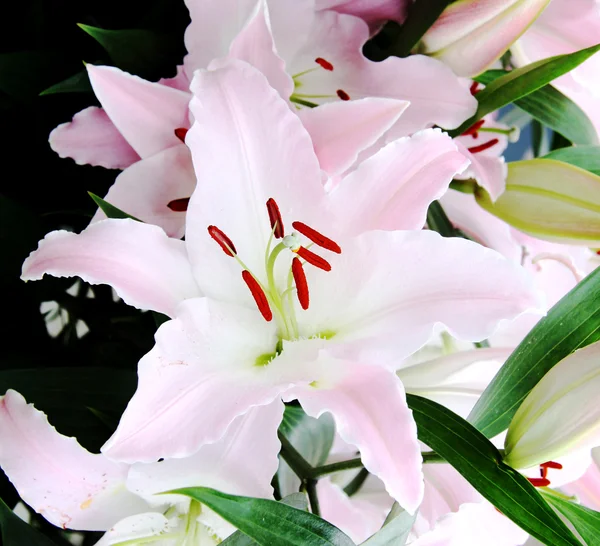 Lily, Plng lilly isolado em branco — Fotografia de Stock