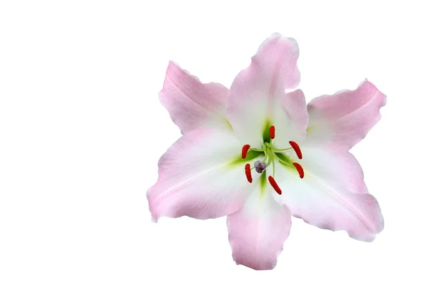 Lilly, Plng lila aislado en blanco — Foto de Stock