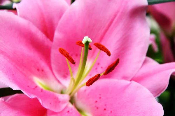 Pink lilies- Bouquet of fresh pink lilies — Stock Photo, Image