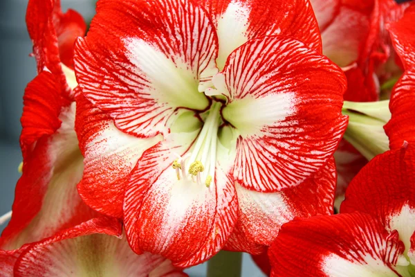 아름다운 붉은 백합 꽃 — 스톡 사진