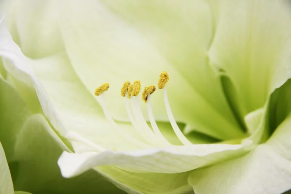 stock image White lily