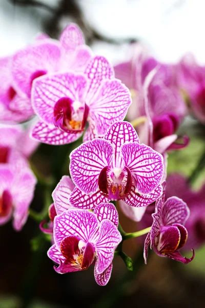 Orchidées violettes fraîches — Photo