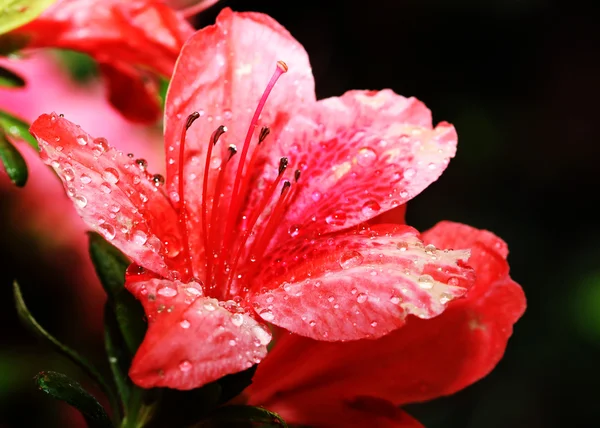 Červený květi — Stock fotografie
