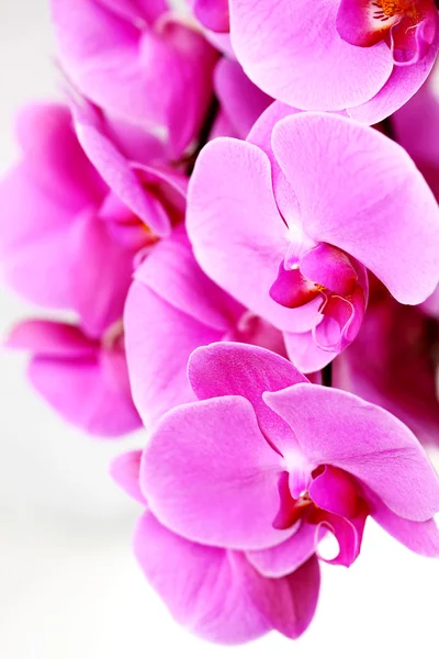 Orchidee viola fresche — Foto Stock