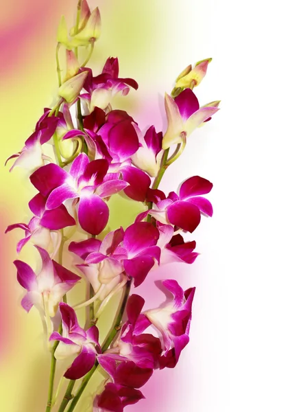 Orquídeas violetas frescas isoladas — Fotografia de Stock