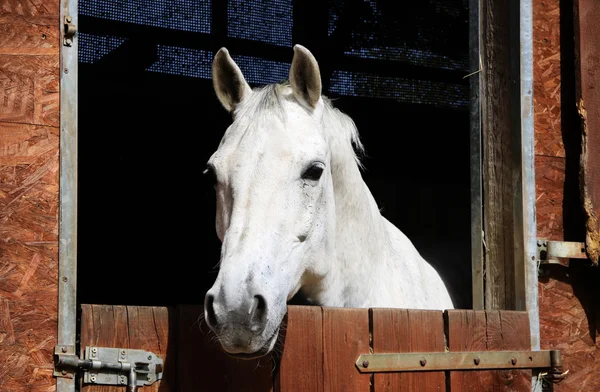 馬小屋で馬 — ストック写真