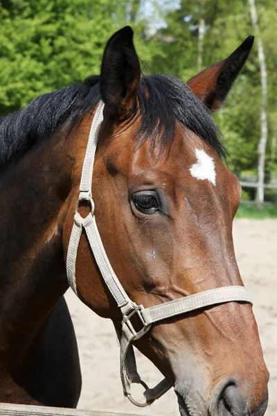 Un retrato de un caballo al atardecer —  Fotos de Stock