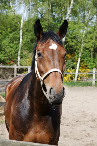 Un retrato de un caballo al atardecer —  Fotos de Stock