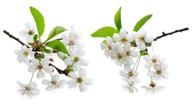 Cherry flowers clipart