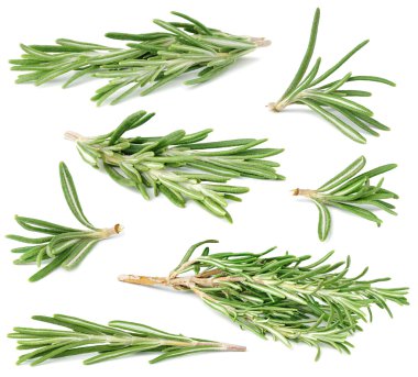 Rosemary collection clipart