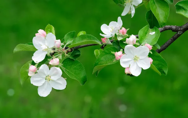 Elma ağacı üzerinde yeşil renkli çiçek — Stok fotoğraf