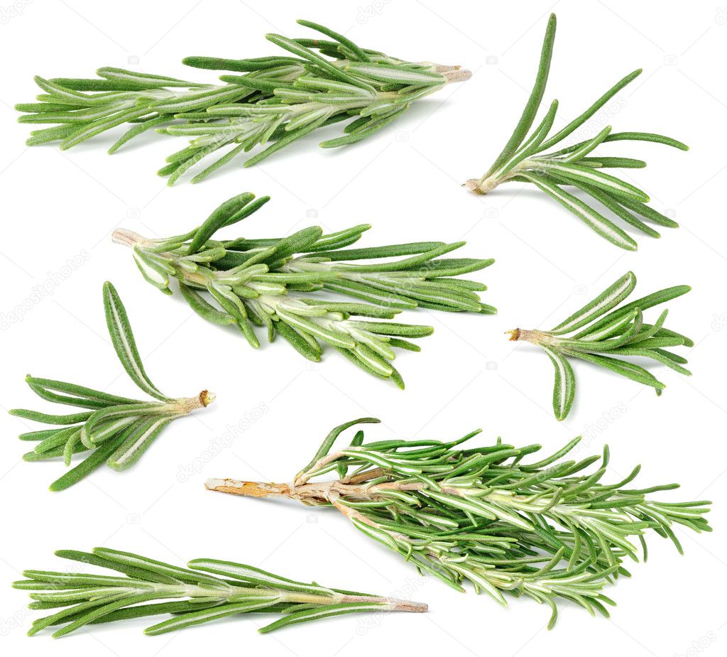 Rosemary collection