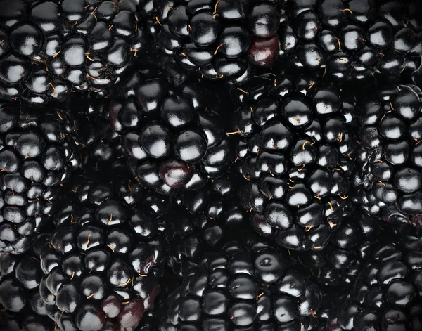 Blackberries fond — Photo