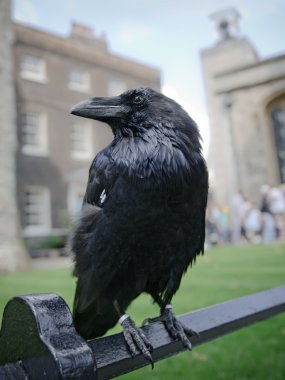 Raven in the Tower of London clipart