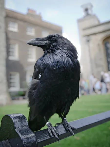 Raven in the Tower of London — Stock Photo, Image