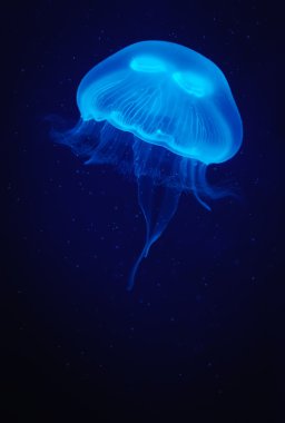 Jellyfish clipart