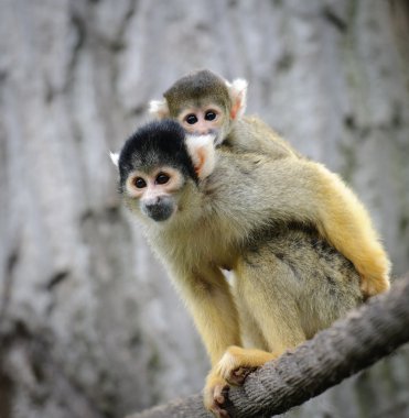 Squirrel monkey with its cute little baby clipart