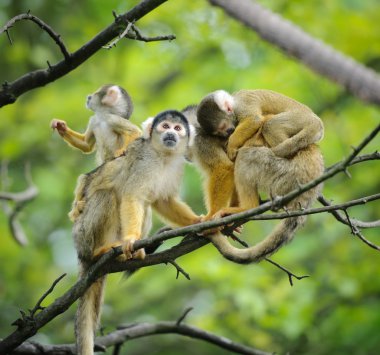 Squirrel monkeys with their babies clipart