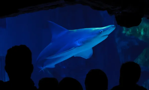 Shark and silhouettes in aquarium — Stock Photo, Image