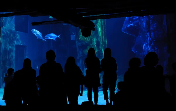 stock image visiting aquarium